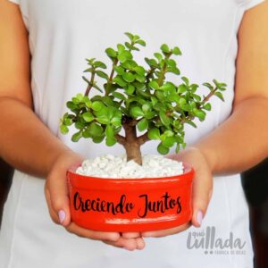 bonsai jade arbol de la prosperidad